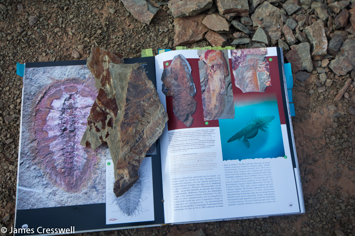 Rock on a book about trilobites