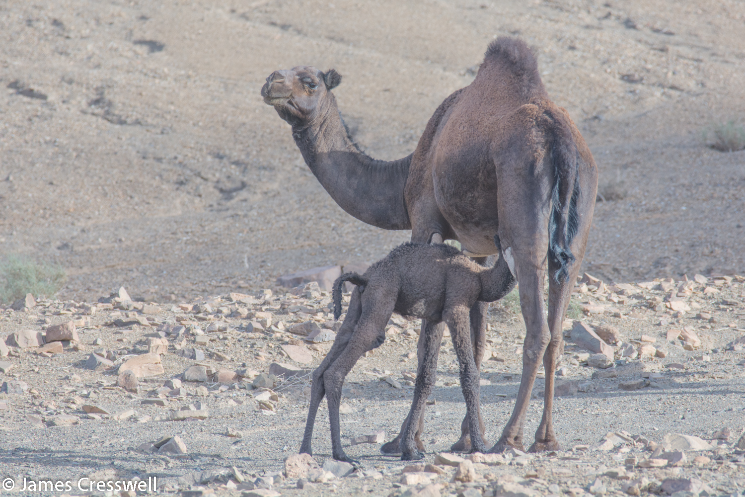 Mother and baby camel