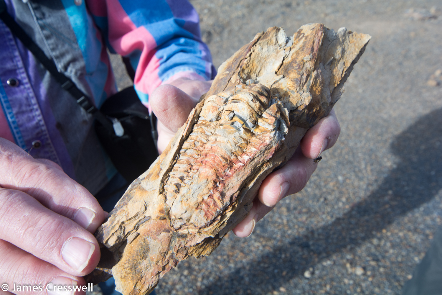 A large 'mud bug' fossil