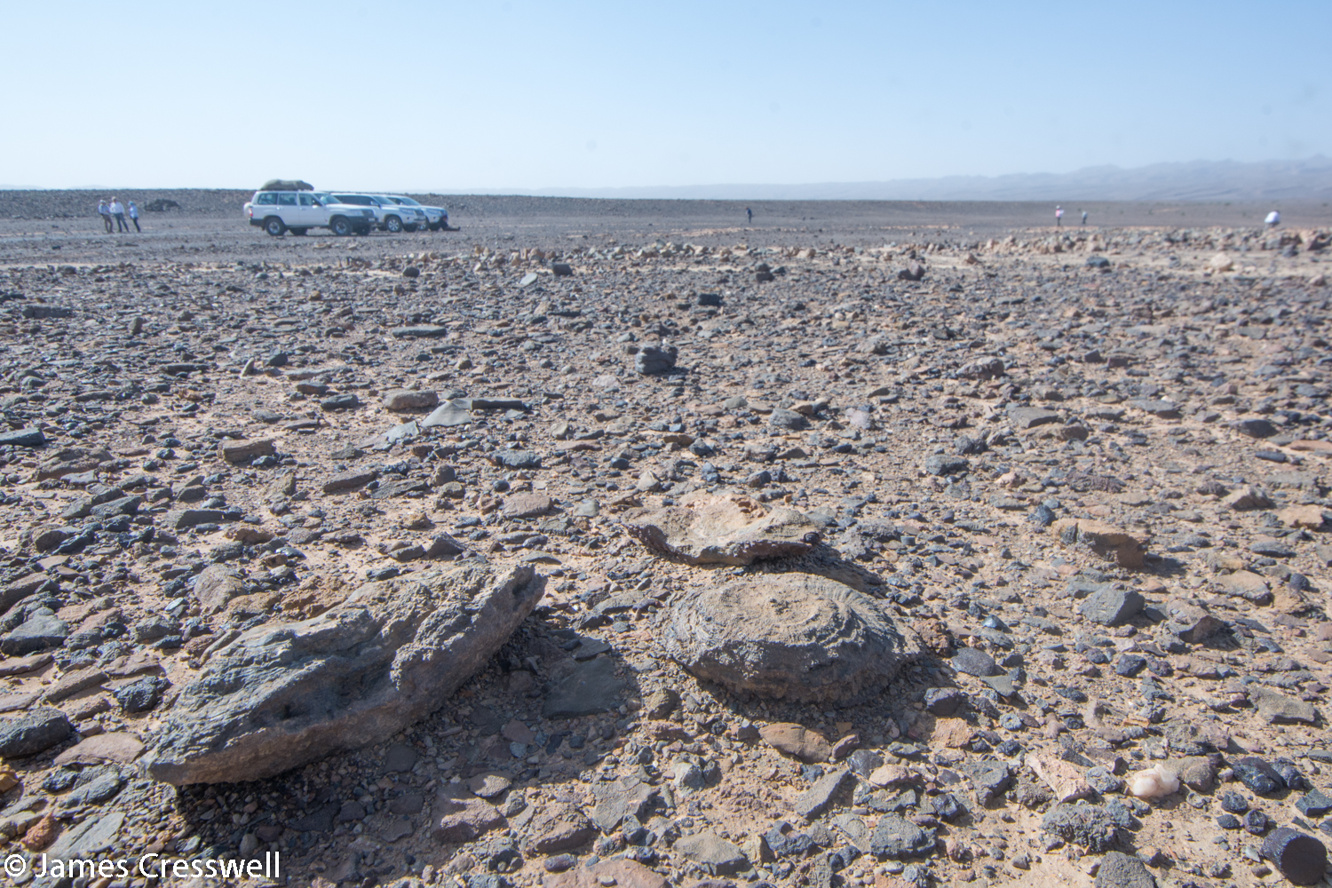 Desert floor with fossils and loose rock