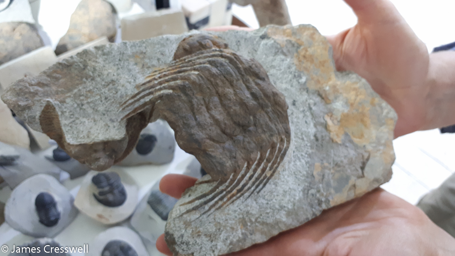 Close up of a detailed trilobite