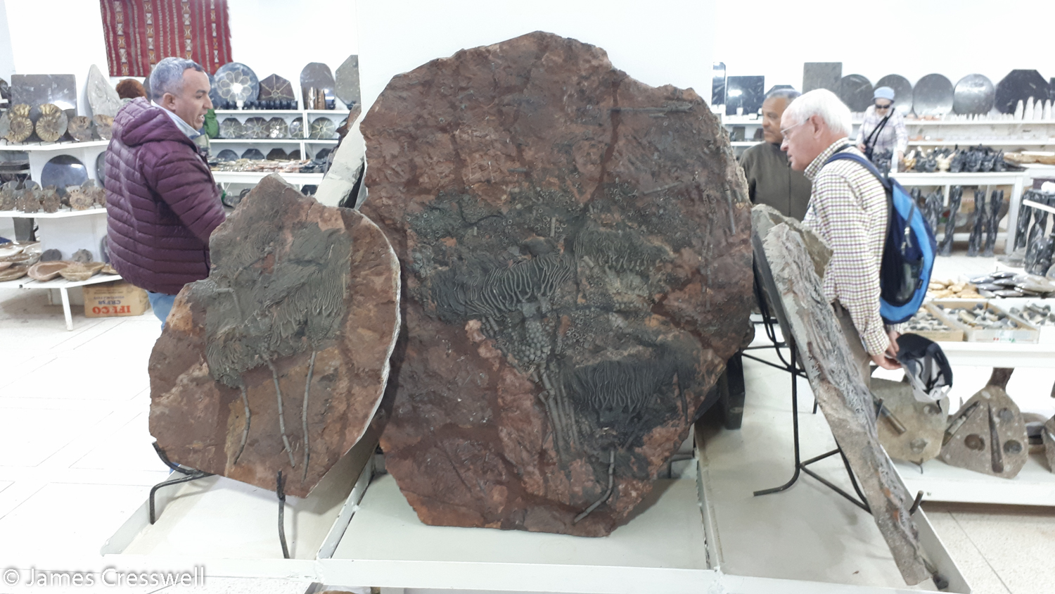 Large fossils for sale in a shop