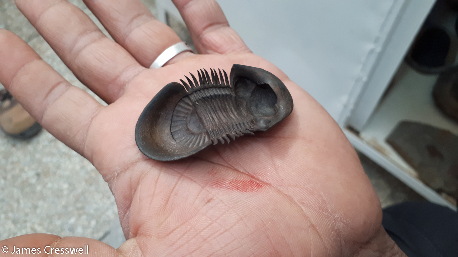A prepared trilobite