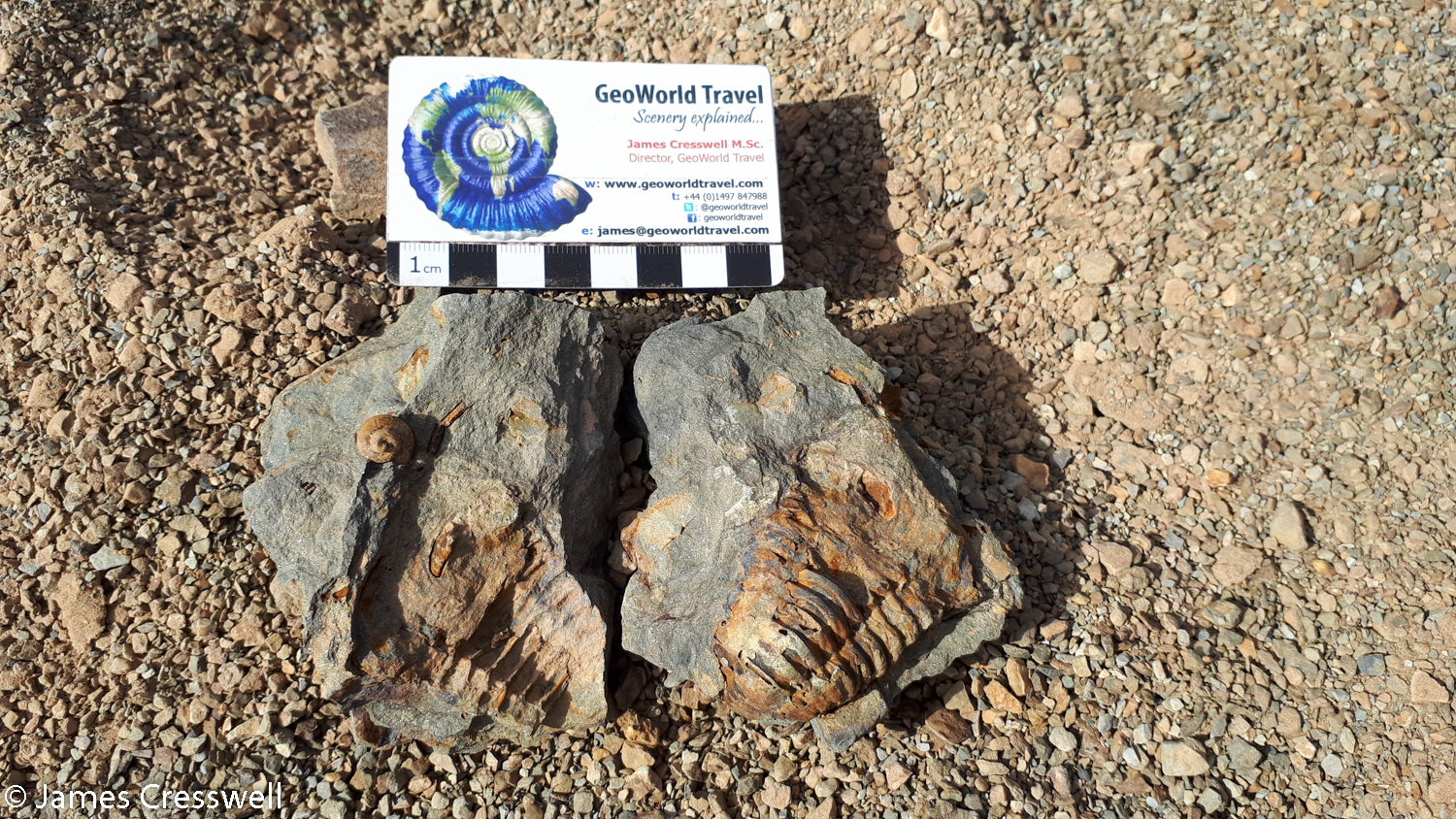 Rock fragment with many fossils