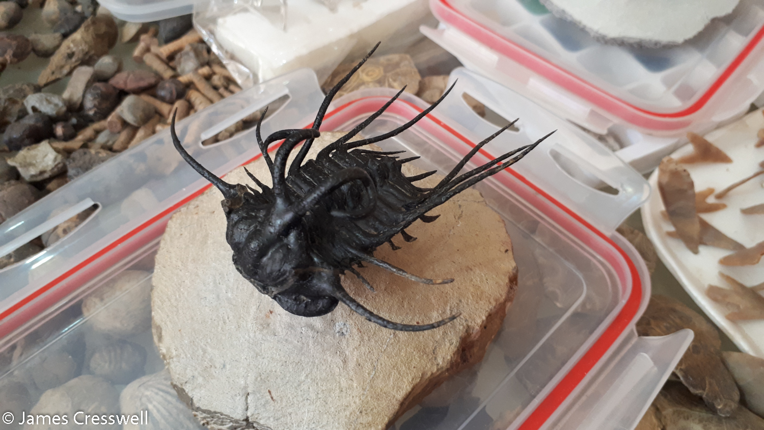 Prepared trilobite fossil on display