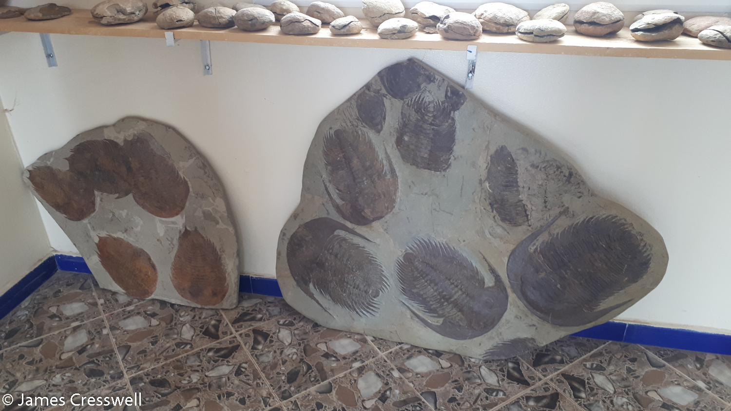 Large trilobites on display in a shop