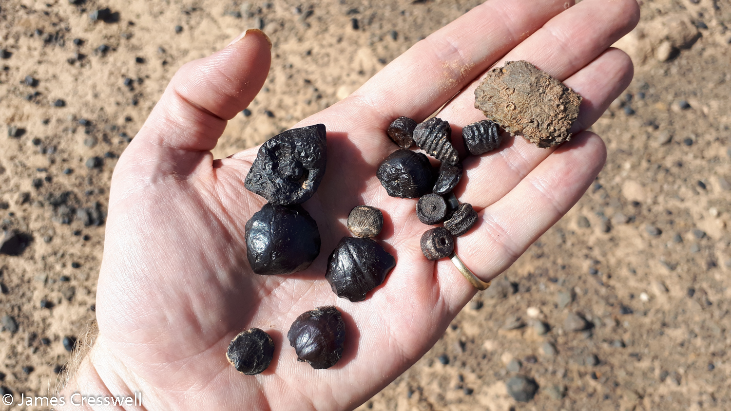Fossils on a person's hand