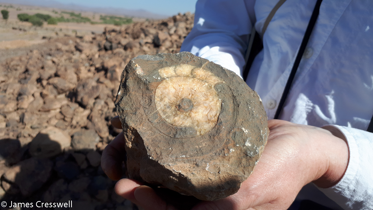 An ammonoid fossil