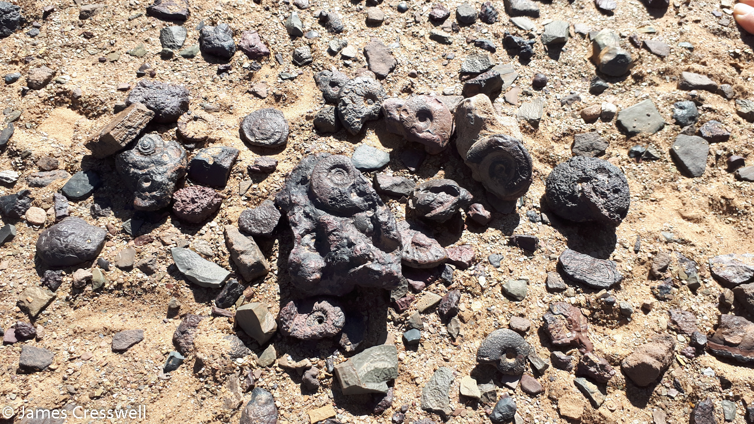 Goniatites on the desert floor