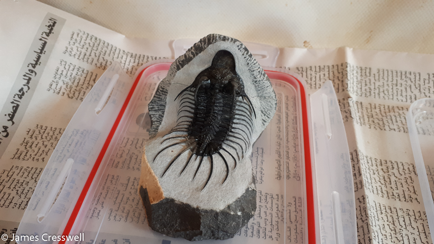 A prepared trilobite