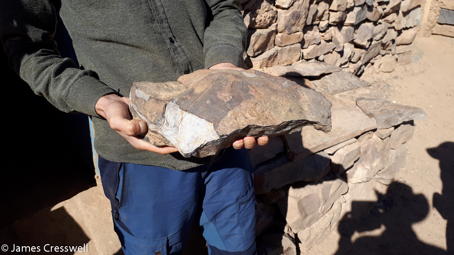Person holding a fossil