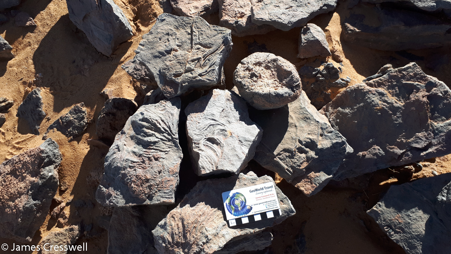 An assortment of Scyphocrinites crinoids