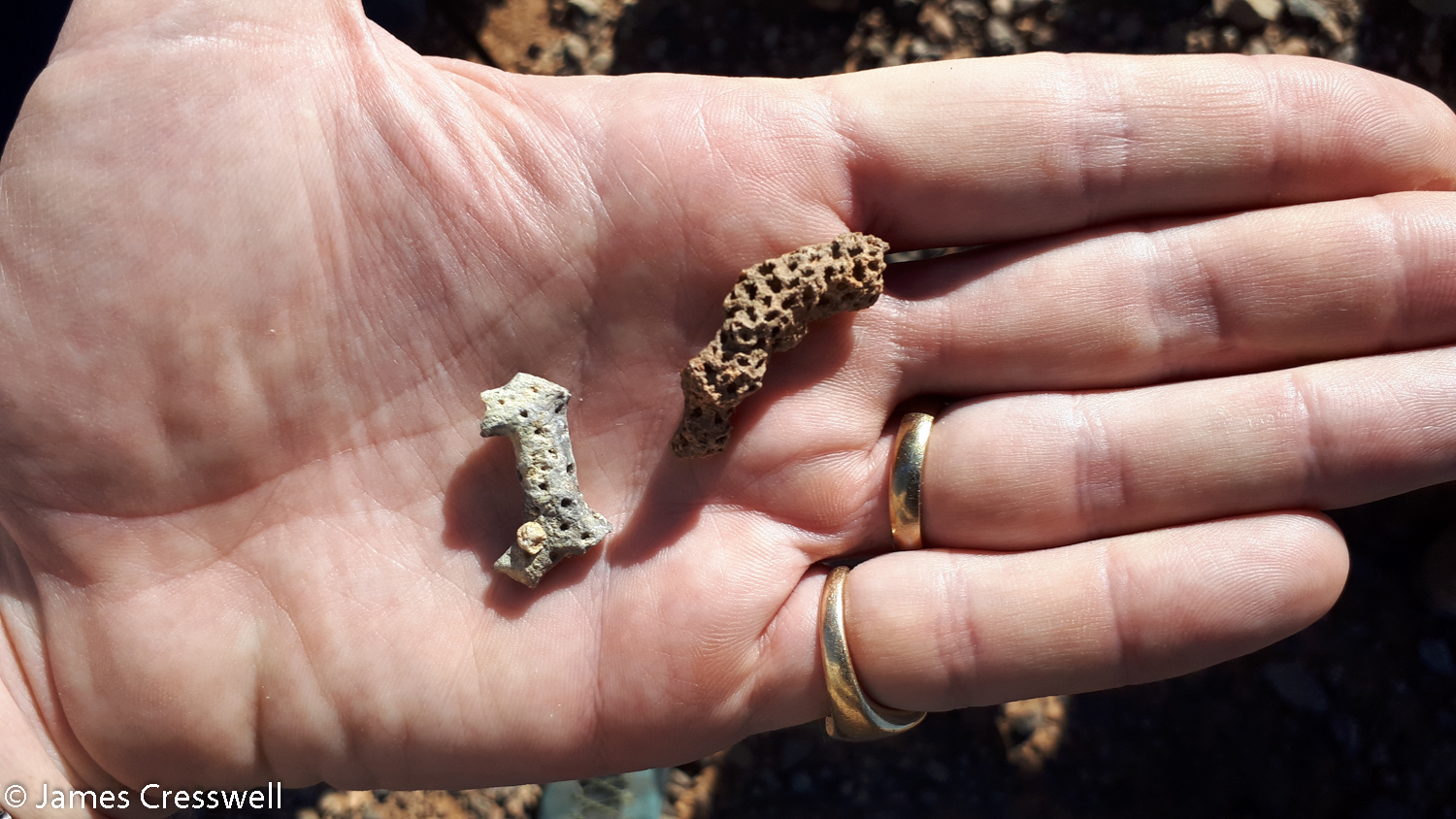 Two small pieces of fossil on a person's hand