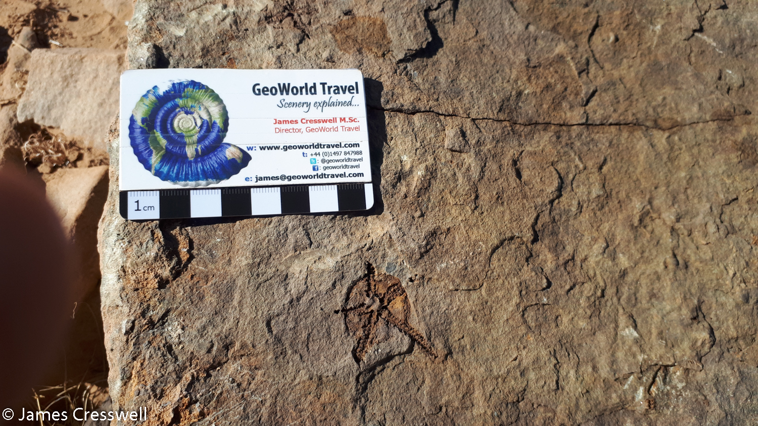 Close up of a rock with a brittlestar