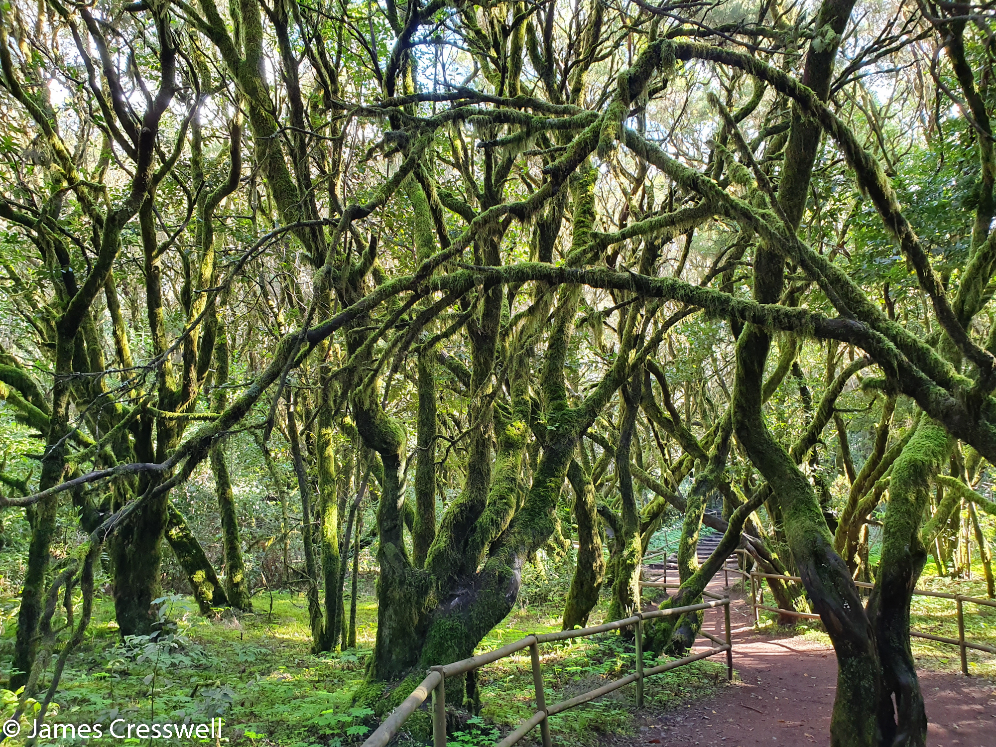 Trees with lichen and moss with a path through