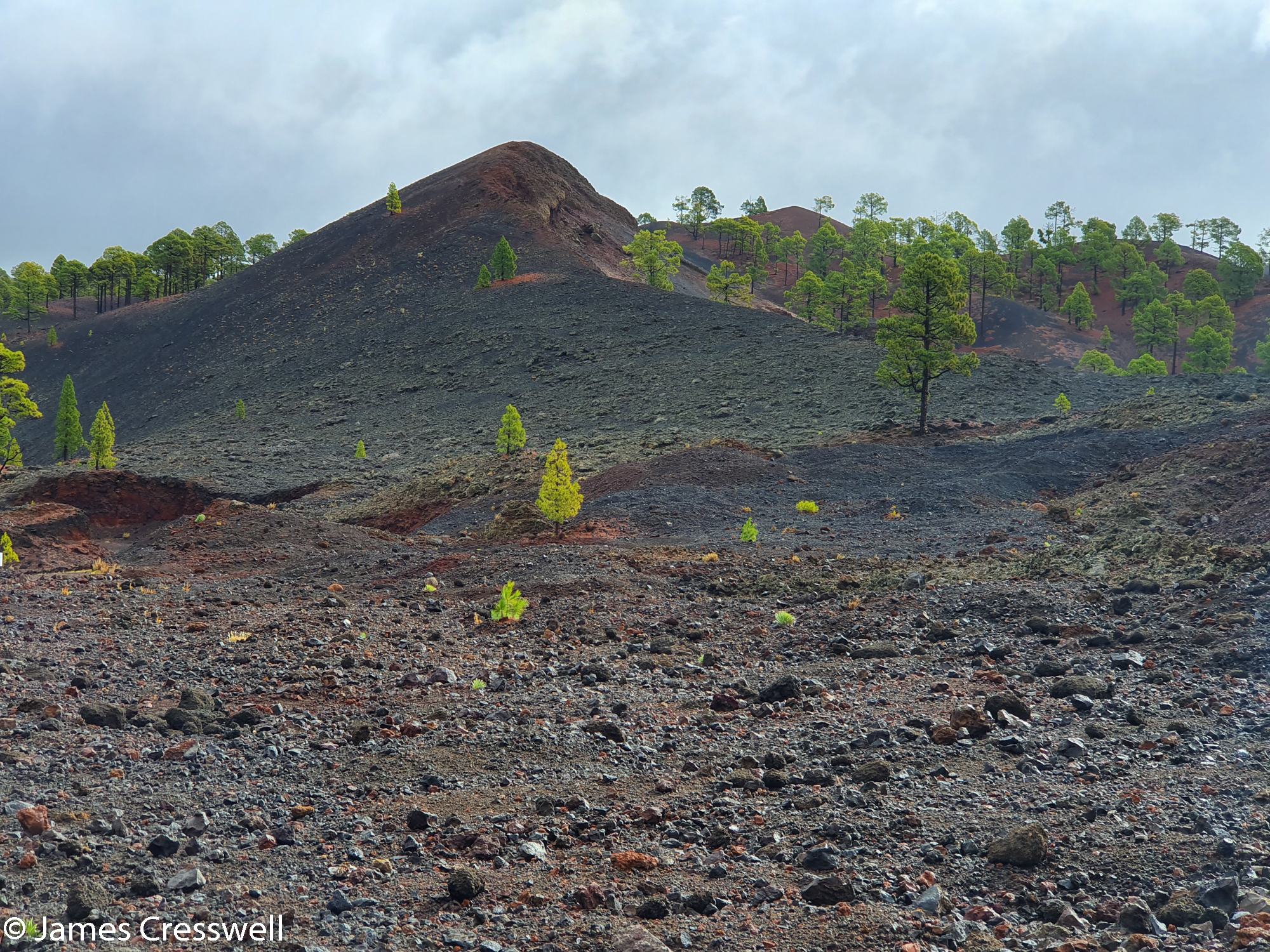 Trees growing on volcanic material