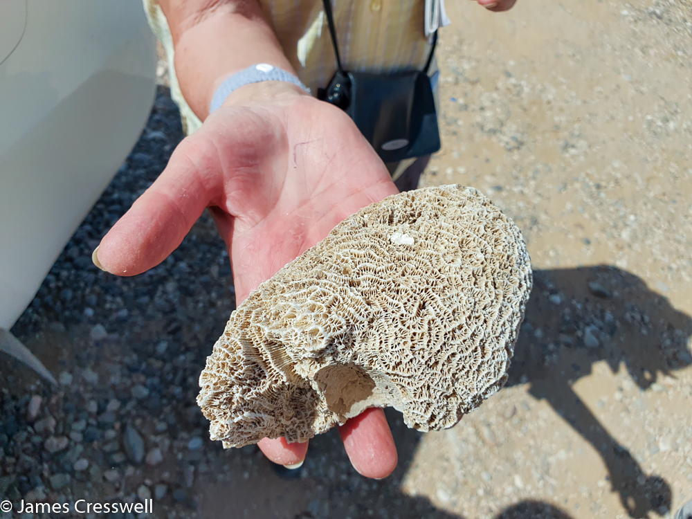 A photograph of a fossil coral