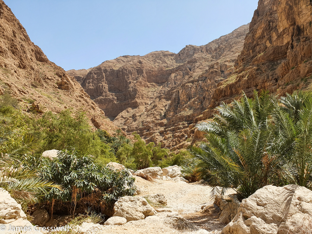 A photograph of a gorge with plam trees in the foreground