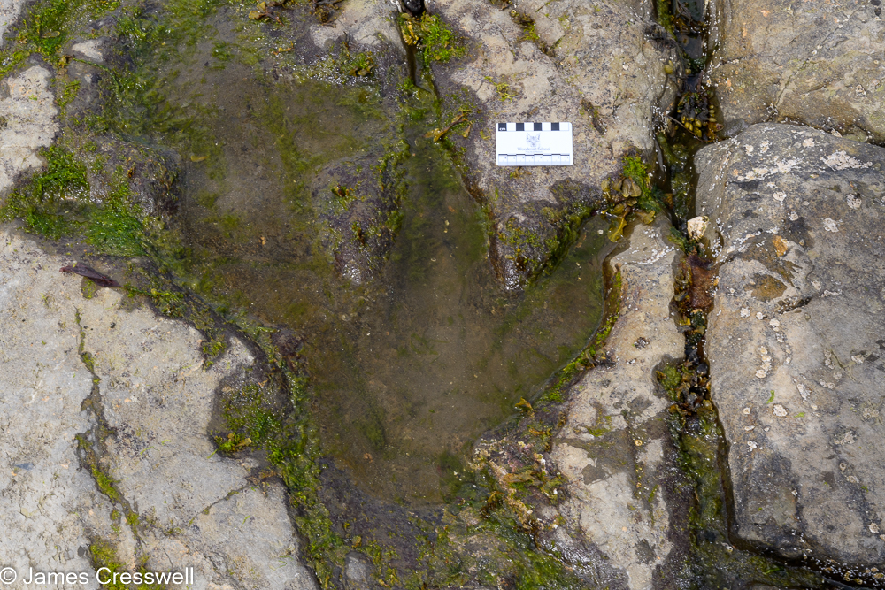 A dinosaur track filled with sea water
