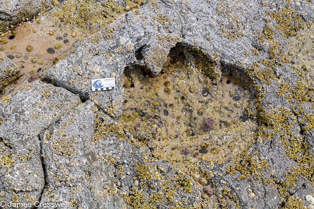 A dinosaur footprint filled with sea water next to a scale card
