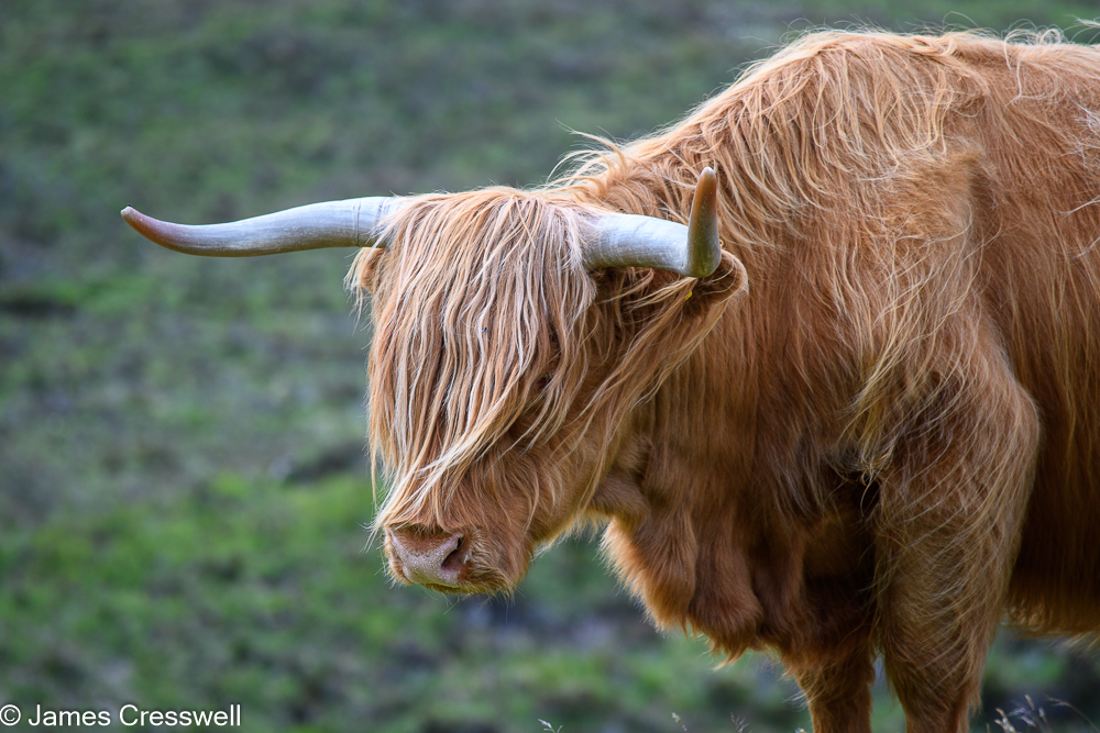 A Highland cow