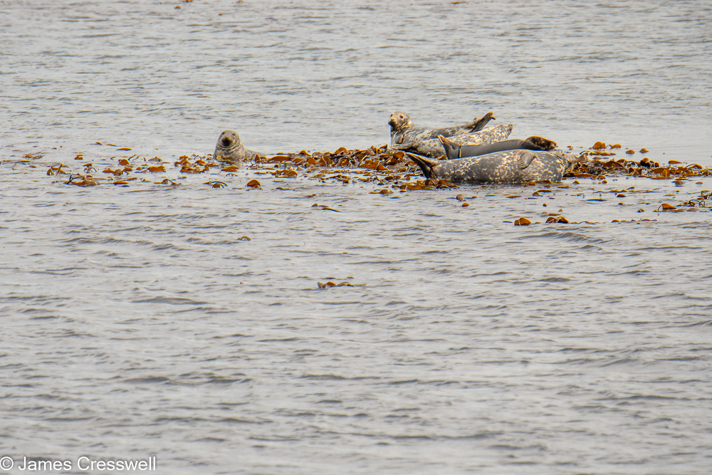 Common seals