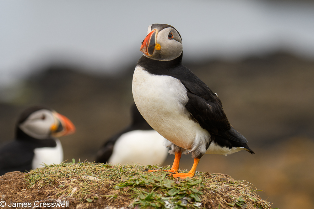 Puffins on the Isle of Lunga