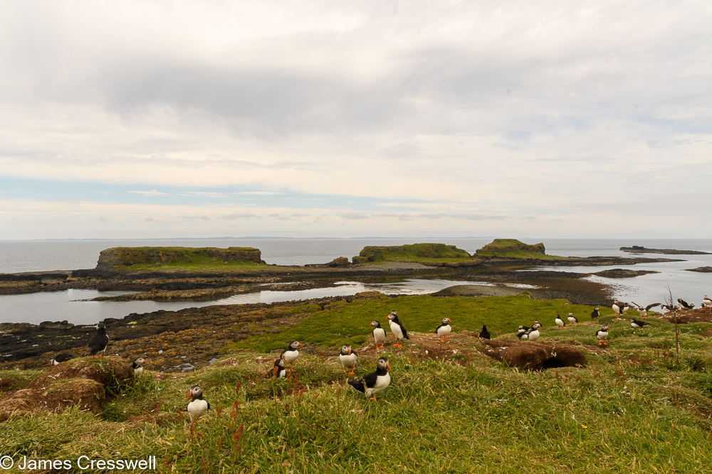 Puffins on the Isle of Lunga