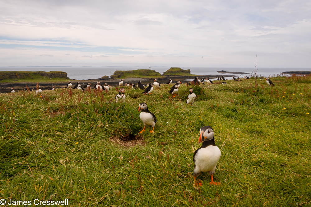 Puffins on the Isle of Lunga