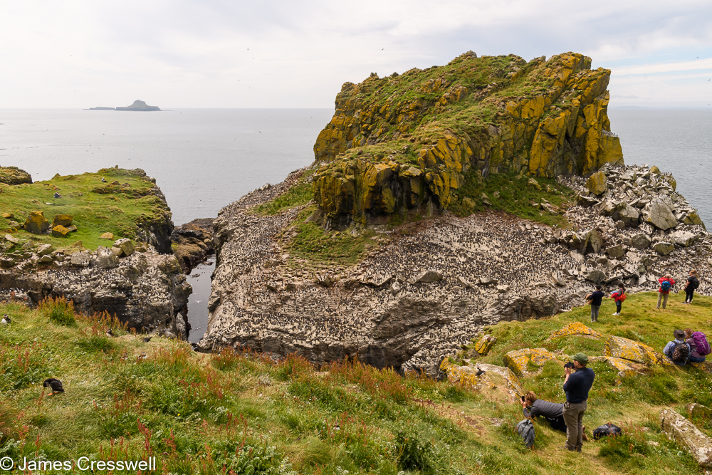 A large rock covered in a seabird colony