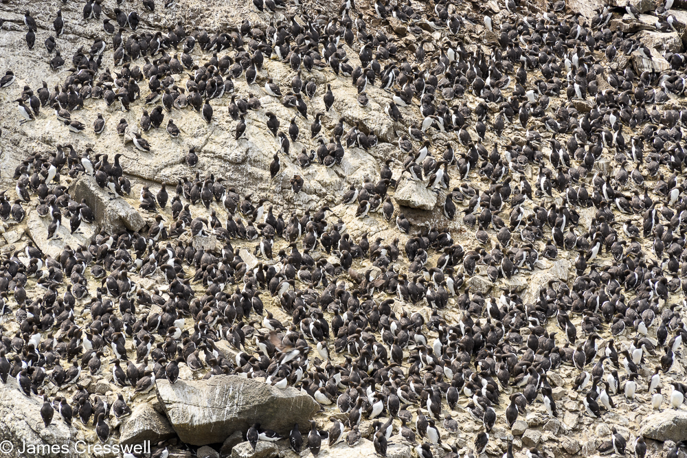 Guillemots on Heart Rock, Isle of Lunga
