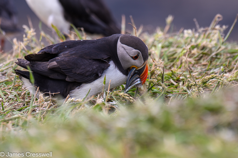 A puffin with fish in its bill on the Isle of Lunga