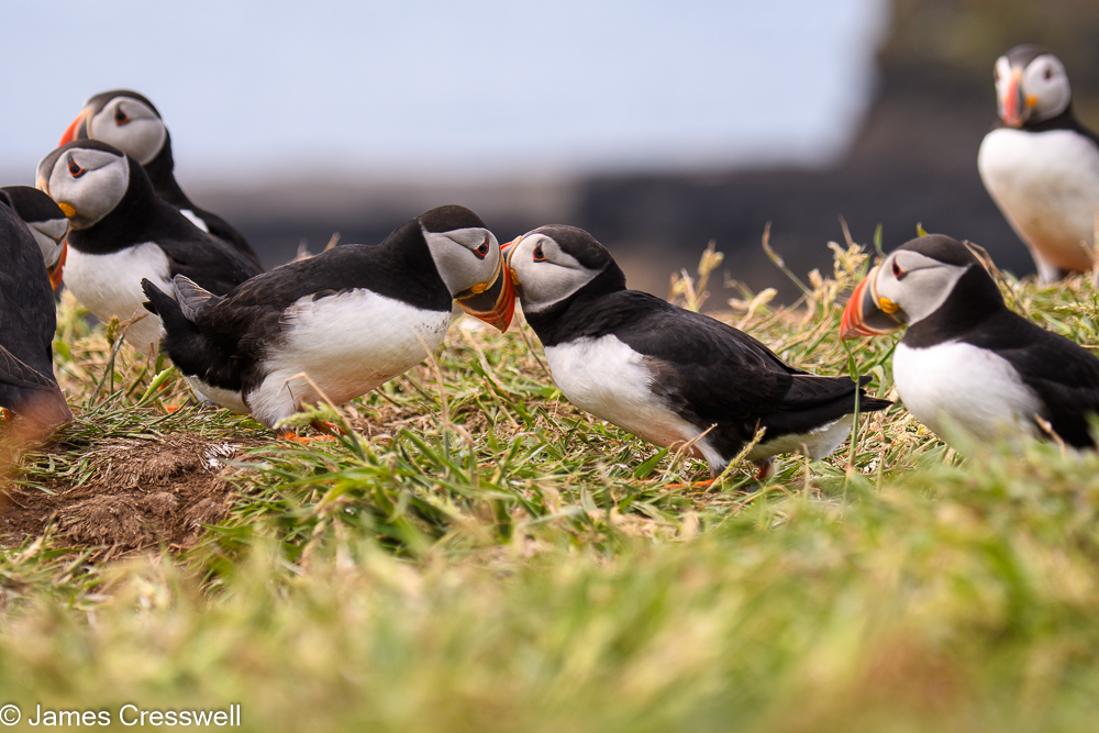 Puffins on the Isle of Lunga