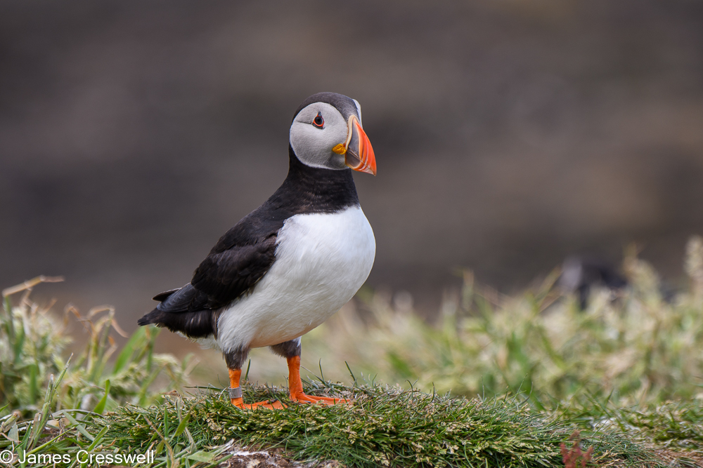 A puffin on the Isle of Lunga