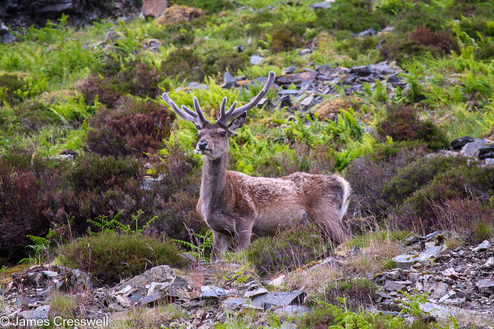 A red deer