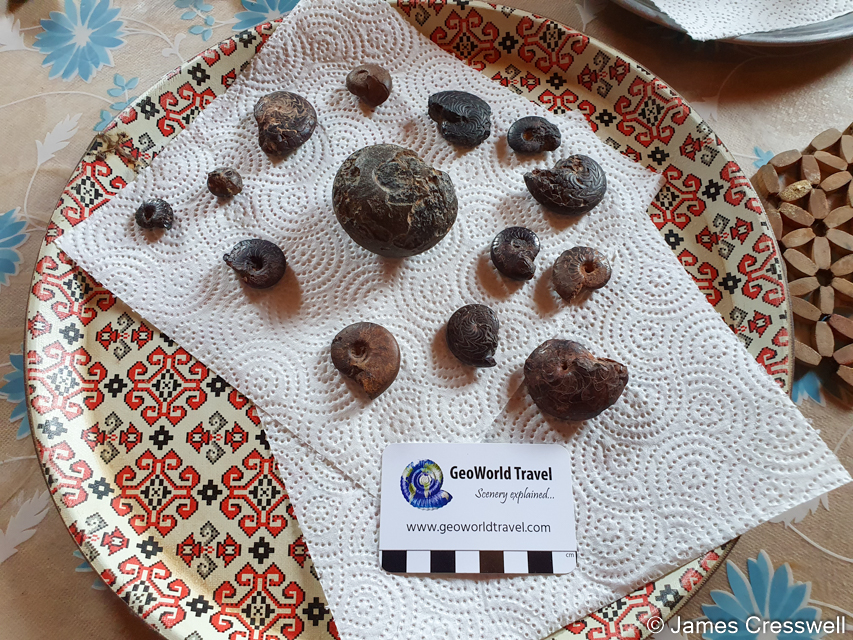 Goniatite fossils for sale in Fezzou