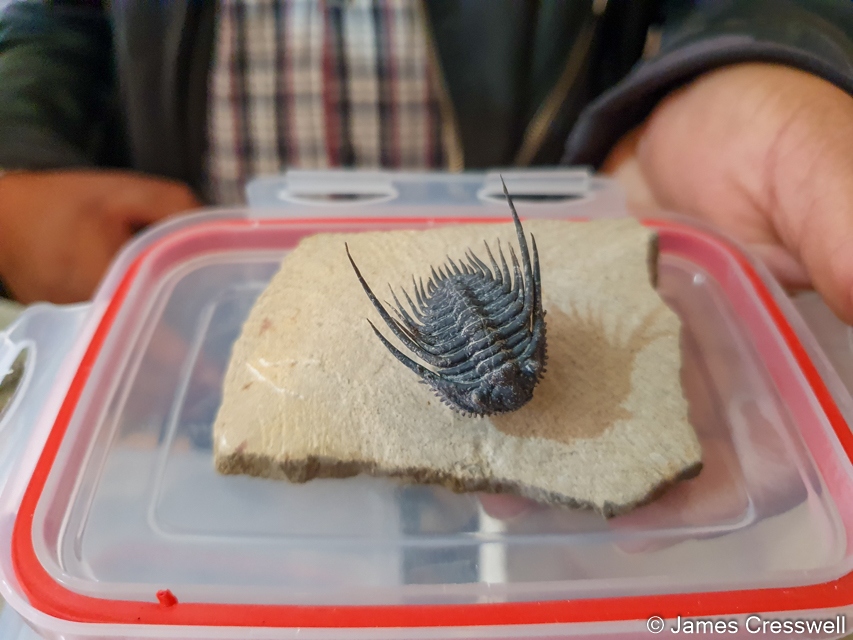 A Devonian trilobite for sale in Brahim's shop in Alnif