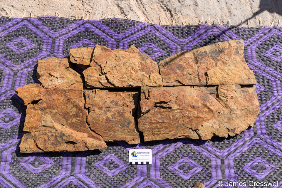 An unknown species of anomalocarid which contains a trilobite, Tremaglaspis sp., in its stomach. This can be seen in the loose piece in the centre if the photograph.