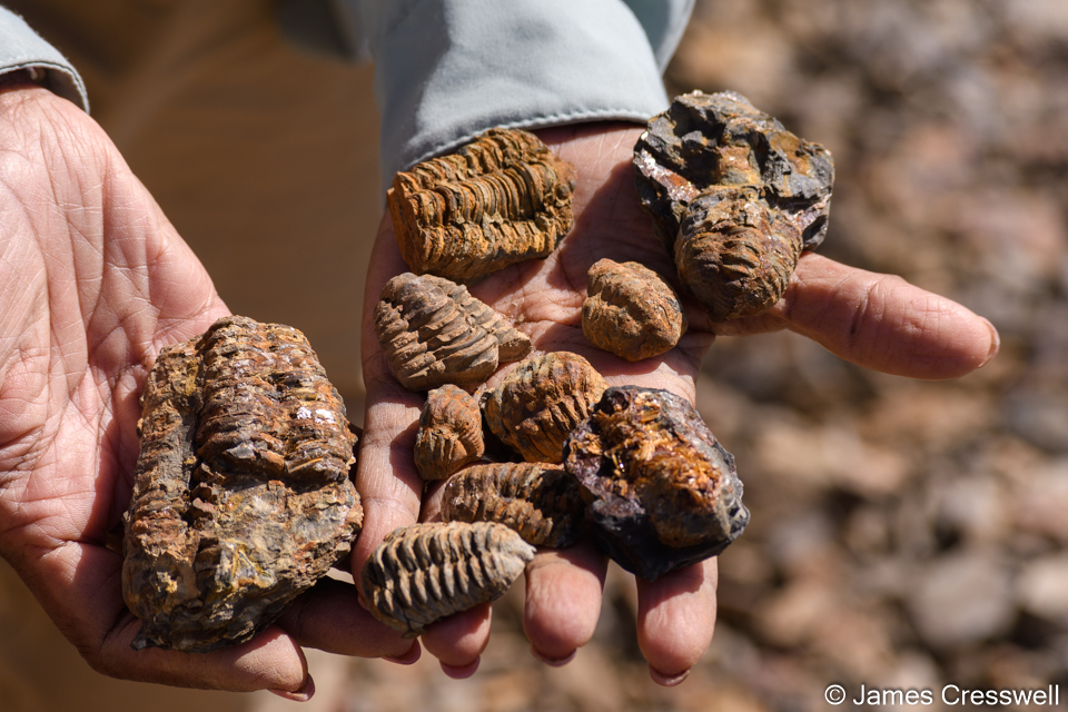 Jebel Tiskouine here over 15 million 'mud-bug' (Copocoryphe & Flexicalymene) trilobites have been mined from the Upper Ordovician Ktaoua Formation.