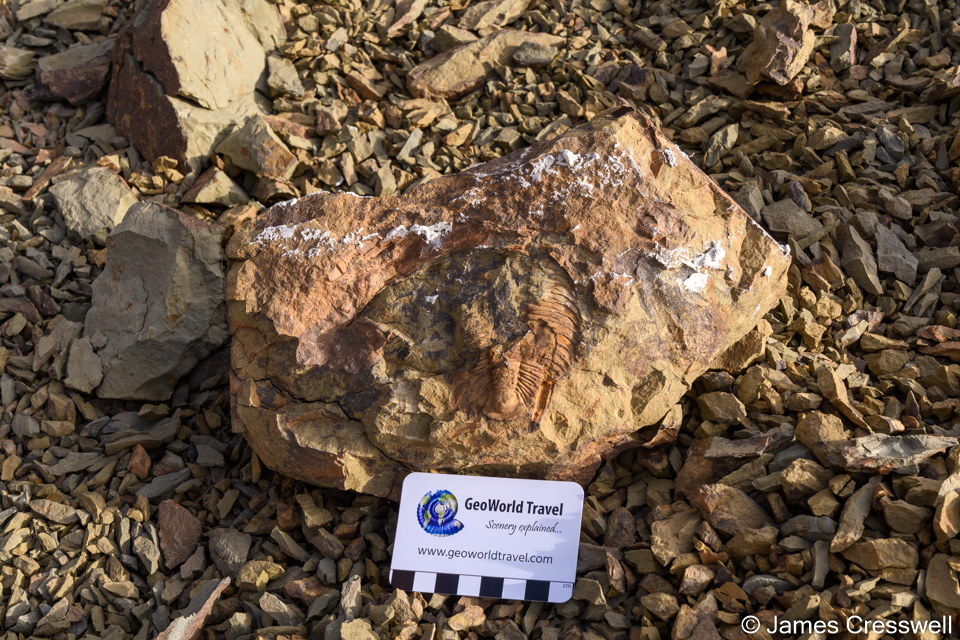 A Cambrian site where Cambropallas trilobites are extracted