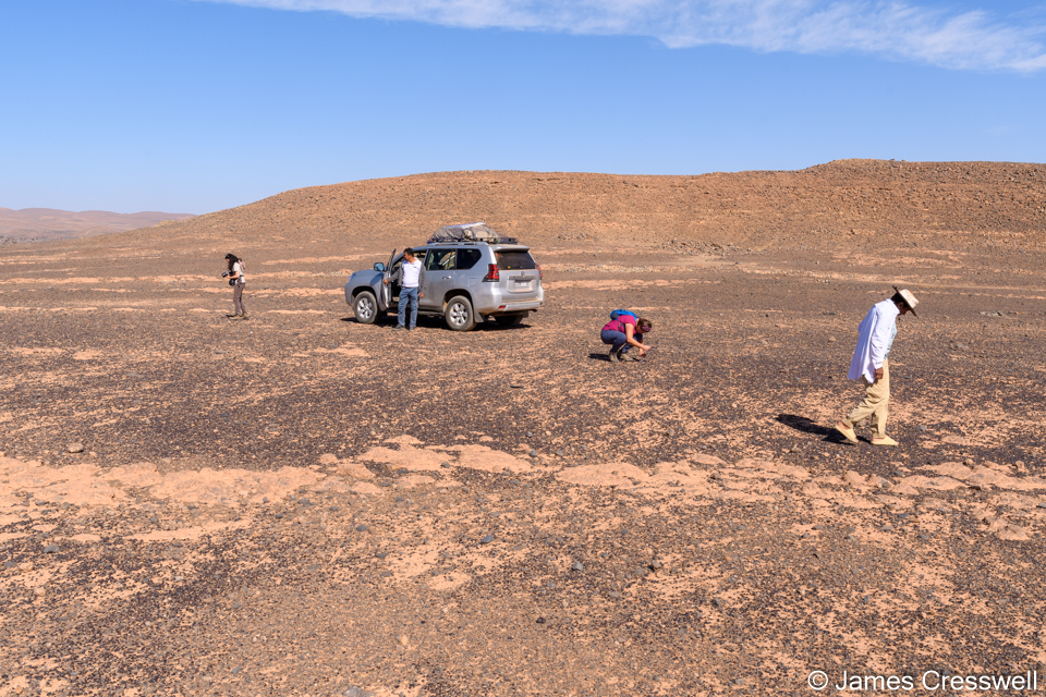 Examining brachiopod fossils on the desert floor near Bou Dib