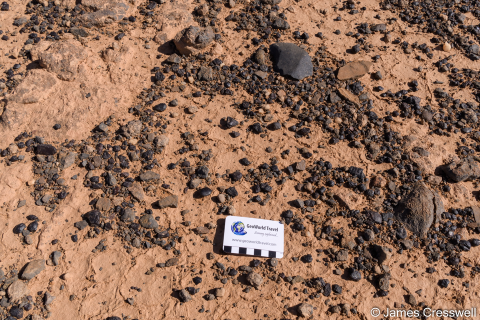 Brachiopod fossils littering the desert floor