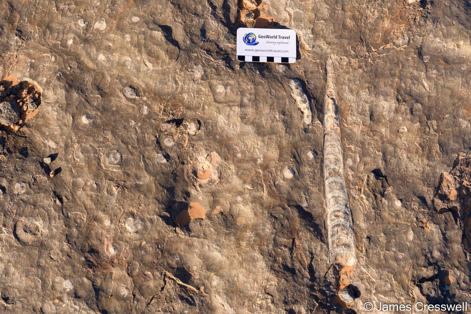 A limestone containing goniatites (ammonoids) and orthoceras. It has been extensively quarried to produce table tops.