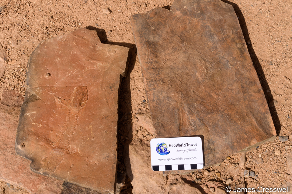 A carboniferous trilobite with trackway