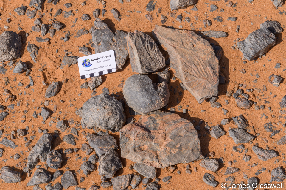 Silurian Scyphocrinites crinoids which were planktonic and in life were suspended under bladders called loboliths.