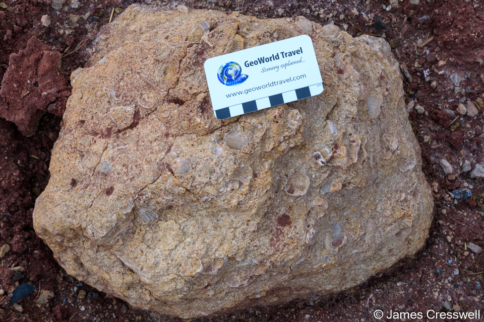 A Jurassic boulder containing brachiopod fossils