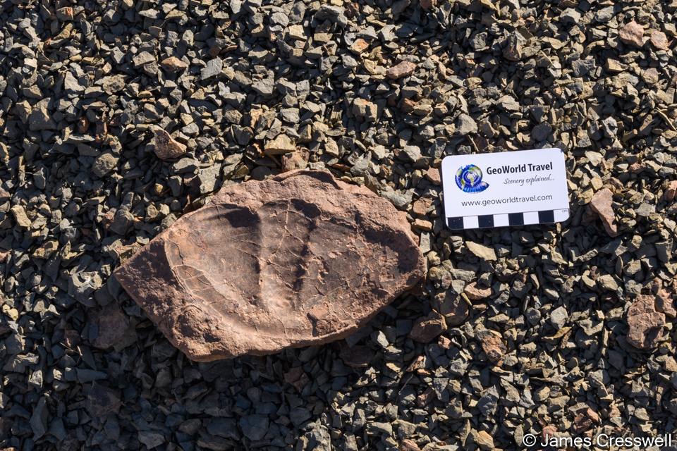 A piece of lower Ordovician giant trilobite in the Draa Valley