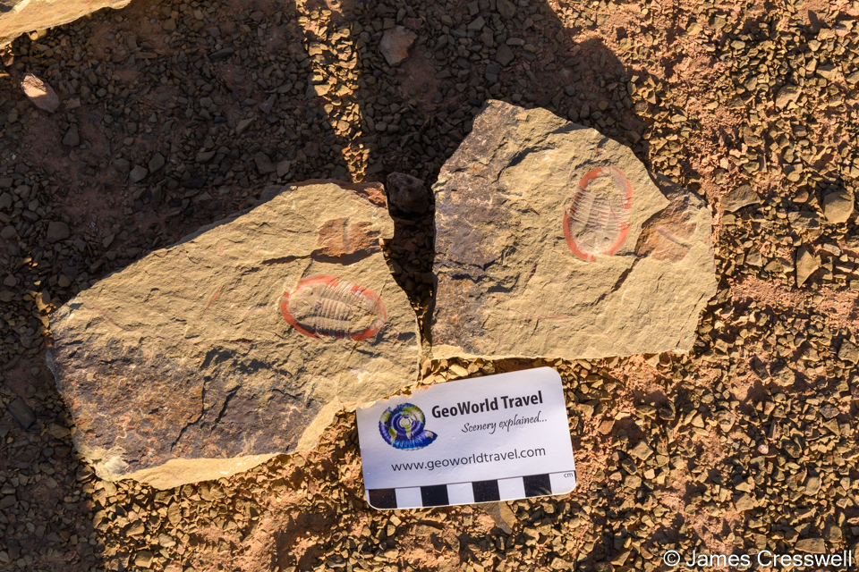 Trilobites from the Fezouata Lagerstätte