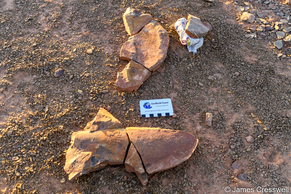 The nose of the planktonic anomalocarid Aegirocassis benmoulai.