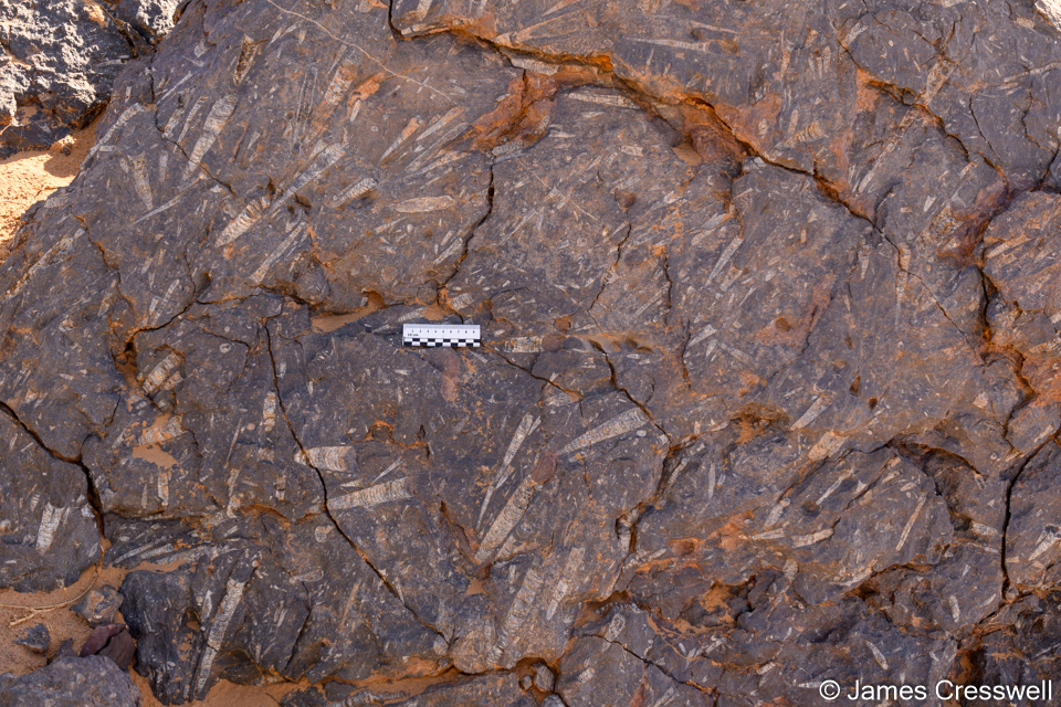 A Silurian site called Seredrar, here a mass death assemblage of Orthoceras is quarried to make table tops and other furniture